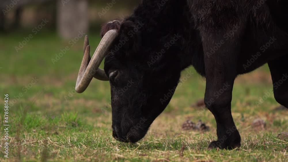 A grazing black bull from the Camargue A grazing black bull from the Camargue