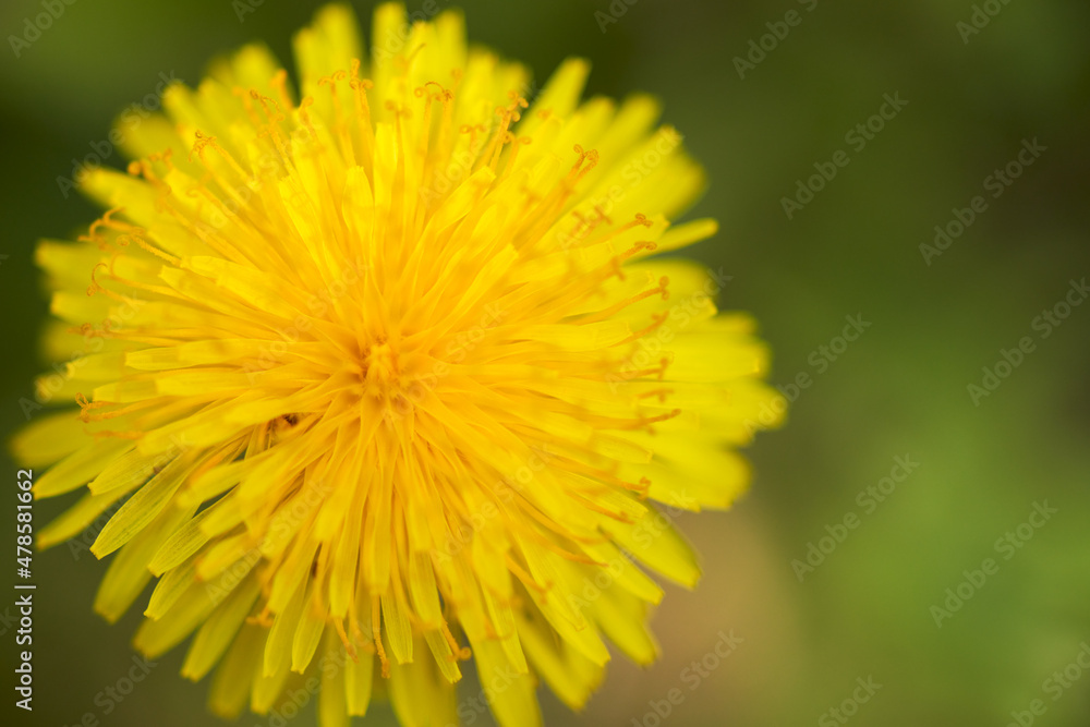 Bright yellow dandelion basket on a green background close-up. Macro photography. Copy space. Bright yellow dandelion basket on a green background close-up. Macro photography. Copy space.