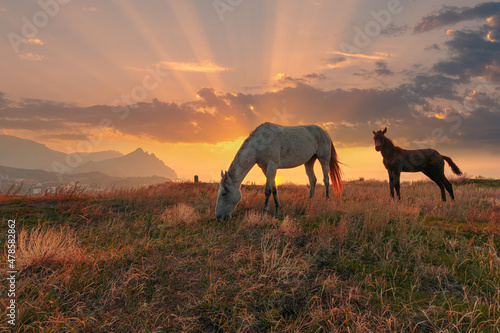 Idyllic sunrise landscape. Horse and foal on a mountain pasture in front of the majestic sky with clouds.