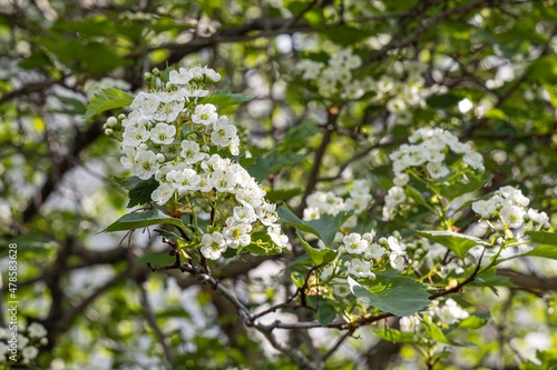 White blooming of hawthorn tree with green leaves is in a park in spring