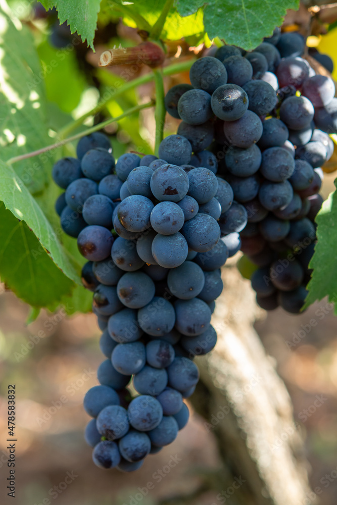 Bunches of red wine merlot grapes ripening on vineyards in Campo Soriano near Terracina, Lazio, Italy