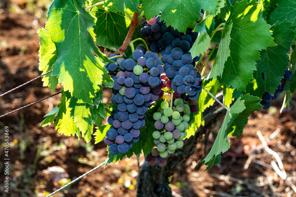 Bunches of red wine merlot grapes ripening on vineyards in Campo Soriano near Terracina, Lazio, Italy