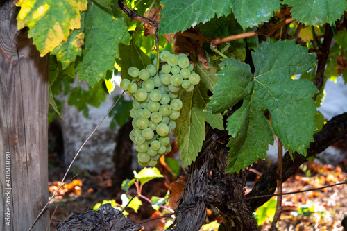 Bunches of white wine grapes ripening on vineyards near Terracina, Lazio, Italy