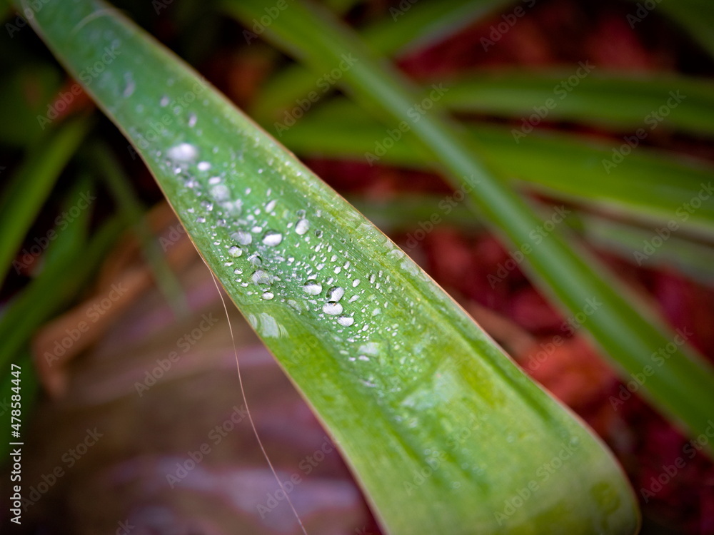The leaves of the Carolingian garden yucca covered with drops of water (Yucca filamentosa) The leaves of the Carolingian garden yucca covered with drops of water (Yucca filamentosa)