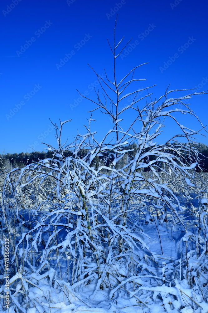 frost on branches of a bush in the foreground of a winter landscape frost on branches of a bush in the foreground of a winter landscape
