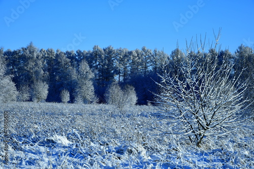 frost on branches of a bush in the foreground of a winter landscape
