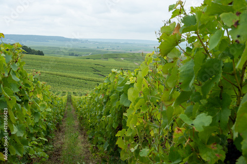 View on green pinot noir grand cru vineyards of famous champagne houses in Montagne de Reims near Verzenay, Champagne, France