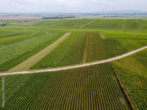 View on green pinot noir grand cru vineyards of famous champagne houses in Montagne de Reims near Verzenay, Champagne, France