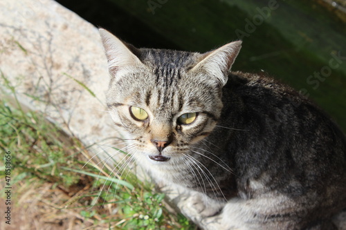 Wallpaper Mural Kätzchen Torontodigital.ca