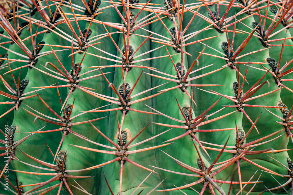 Macro of green cactus with long red thorns as background. Macro of green cactus with long red thorns as background.