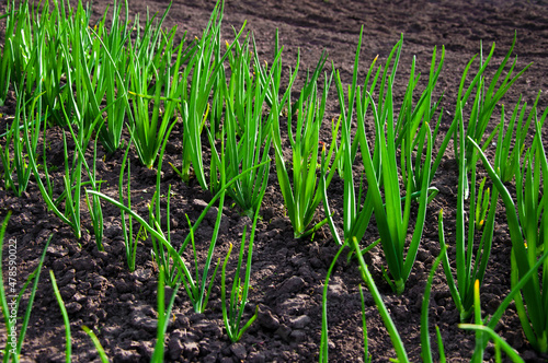 plantation of green young onions on the bed, agriculture, spring. High quality photo