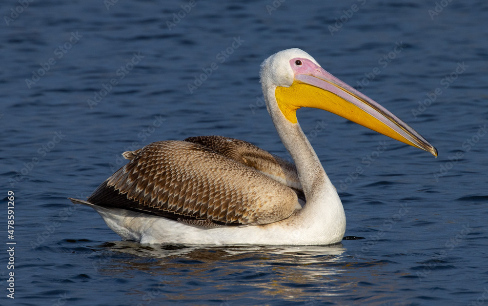 Beautiful Dalmatian Pelican bird swimming in lake with incredible blue water. Beautiful Dalmatian Pelican bird swimming in lake with incredible blue water.