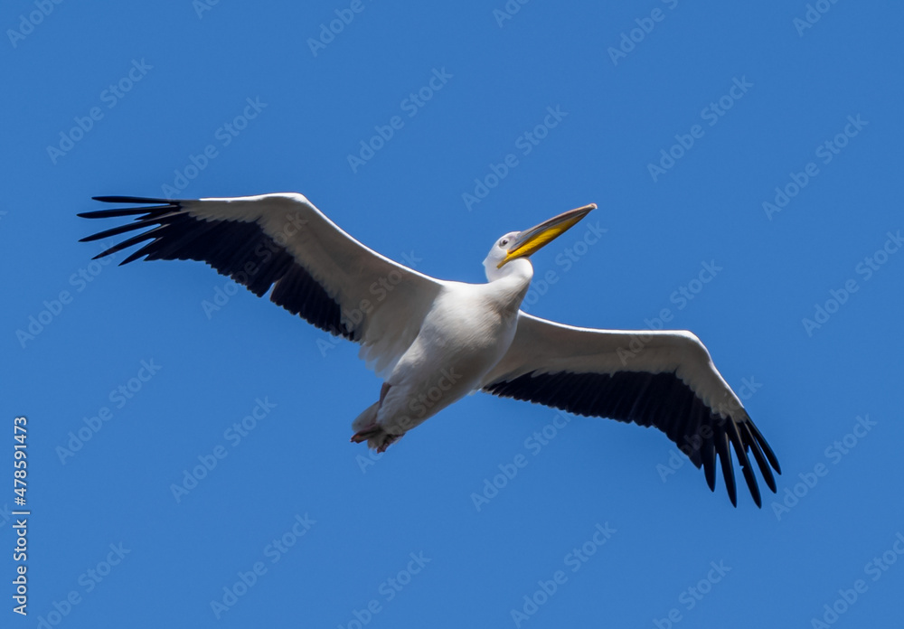 Big beautiful pelican flying on blue sky Big beautiful pelican flying on blue sky