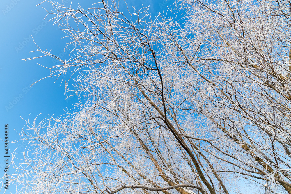 Branches of trees covered with frost on background of blue sky Branches of trees covered with frost on background of blue sky