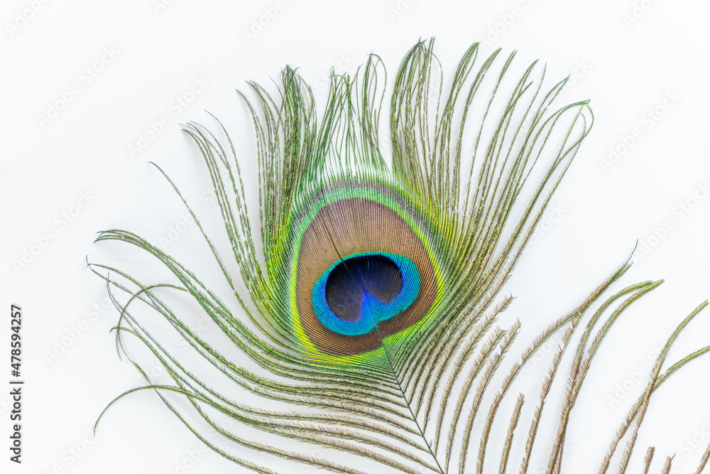 Obraz premium Peacock feather in detail. Macro photography, white background.