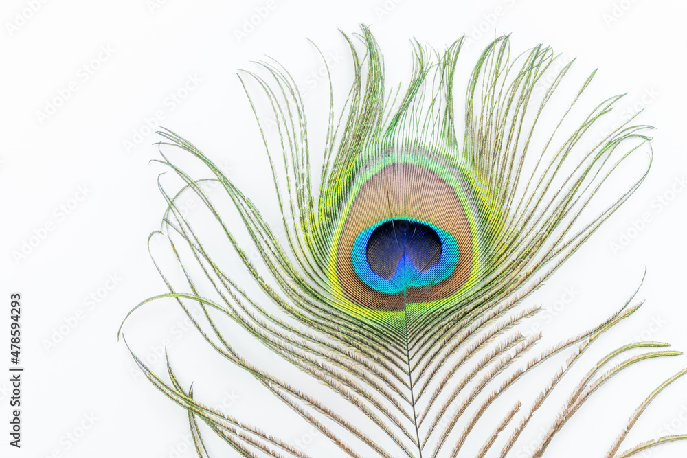 Fototapeta premium Peacock feather in detail. Macro photography, white background.