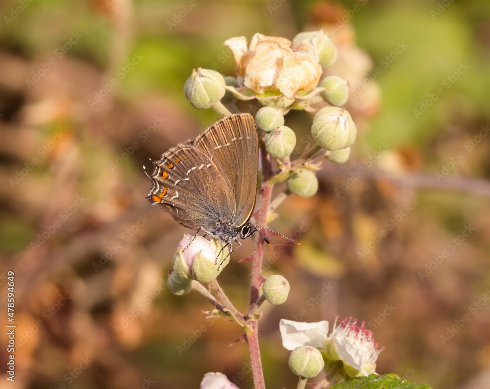 Obraz premium close up of a ilex hairstreak (satyrium ilicis) on a blackberry (rubus) blossom seen at Mattinata, Gargano National Park, Apulia Italy; biodiversity save the ecosystem concept 