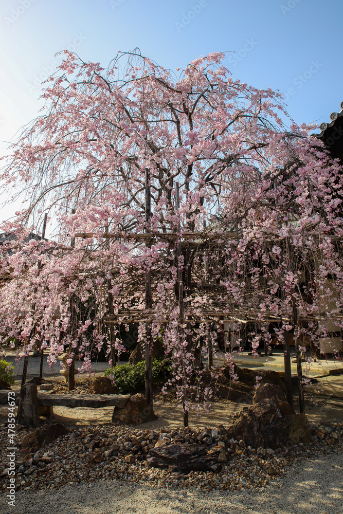 Fototapeta premium 妙蓮寺の紅枝垂れ桜