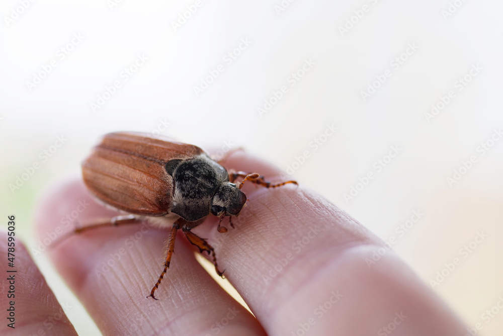 May beetle sitting on hand close-up, soft selective focus May beetle sitting on hand close-up, soft selective focus