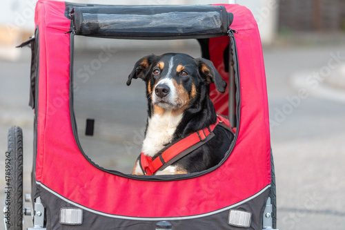 Dog lying in bicycle trailer, appenzeller sennenhund