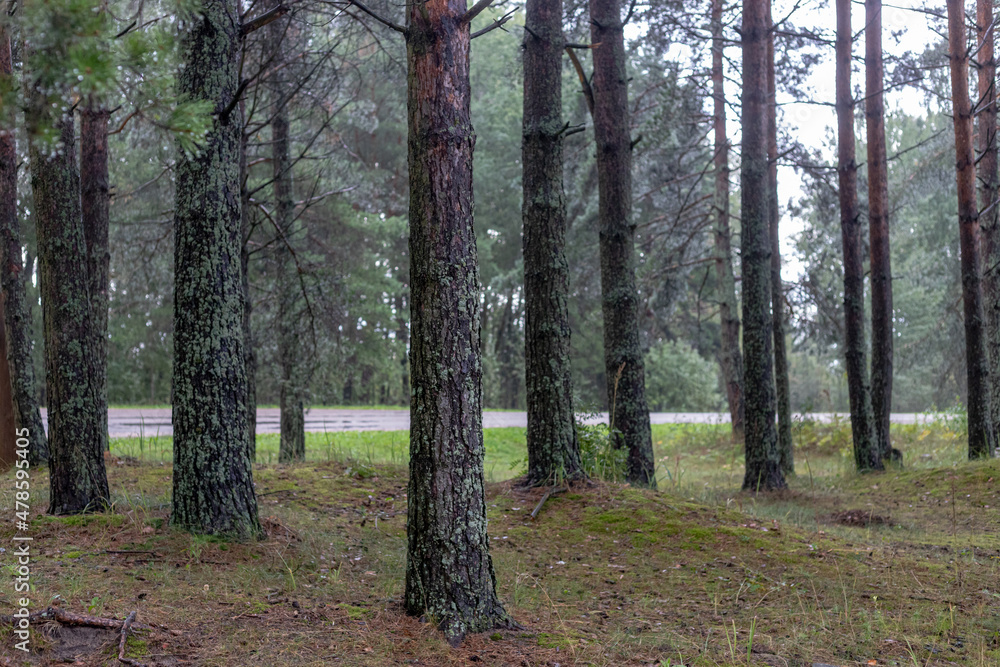 pine tree trunks in seaside forest in Latvia pine tree trunks in seaside forest in Latvia
