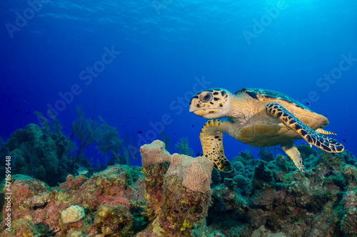 A hawksbill turtle in the warm tropical water of the Caribbean sea cruising above the coral reef looking for food. These creatures are welcome sight for scuba divers like the one who took this shot