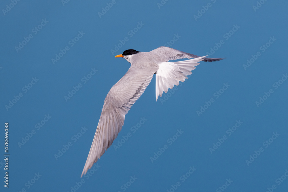 Fototapeta premium Black-fronted Tern Endemic to New Zealand
