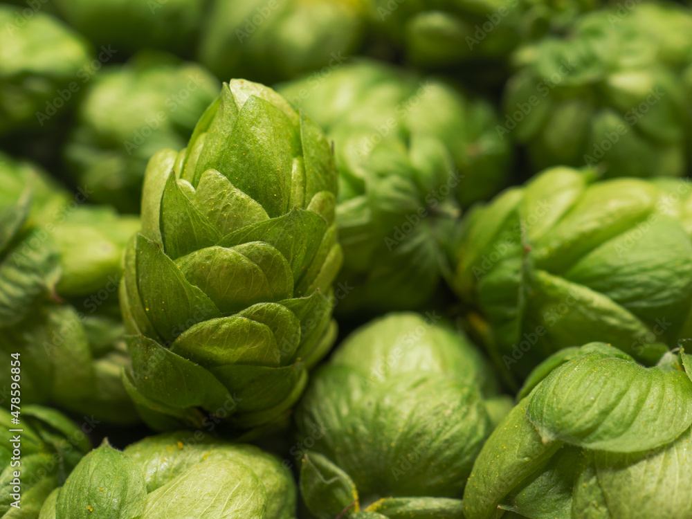 hop cones, SAAZ HOPS, czech republic hop cones, SAAZ HOPS, czech republic