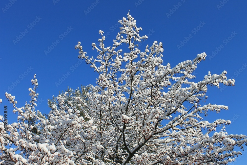 Snow on the tree with blue sky