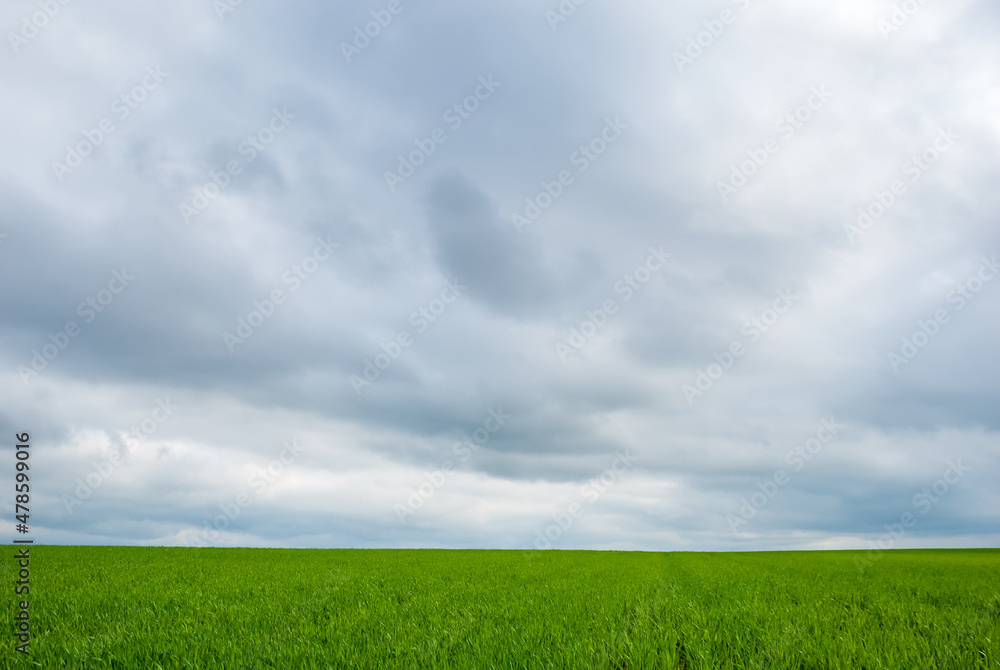 Green fields and overcast sky. Beautiful spring landscape. Green fields and overcast sky. Beautiful spring landscape.