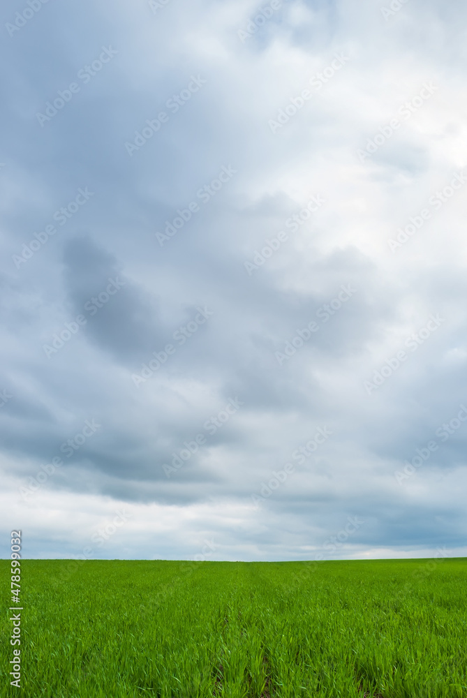 Green fields and overcast sky. Beautiful spring landscape. Green fields and overcast sky. Beautiful spring landscape.
