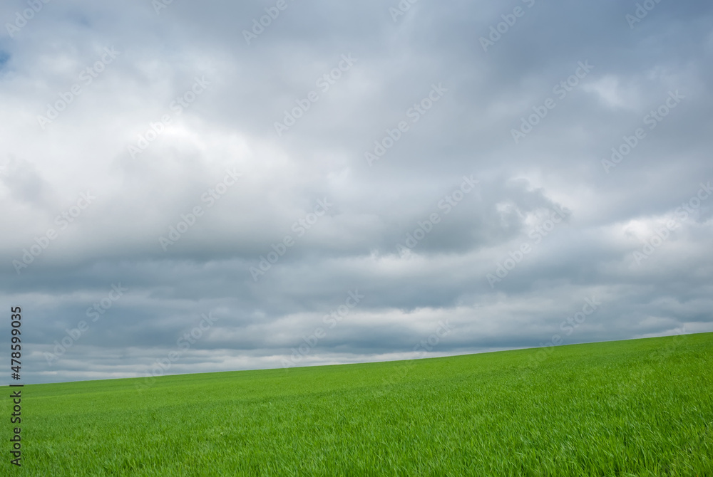 Green fields and overcast sky. Beautiful spring landscape. Green fields and overcast sky. Beautiful spring landscape.