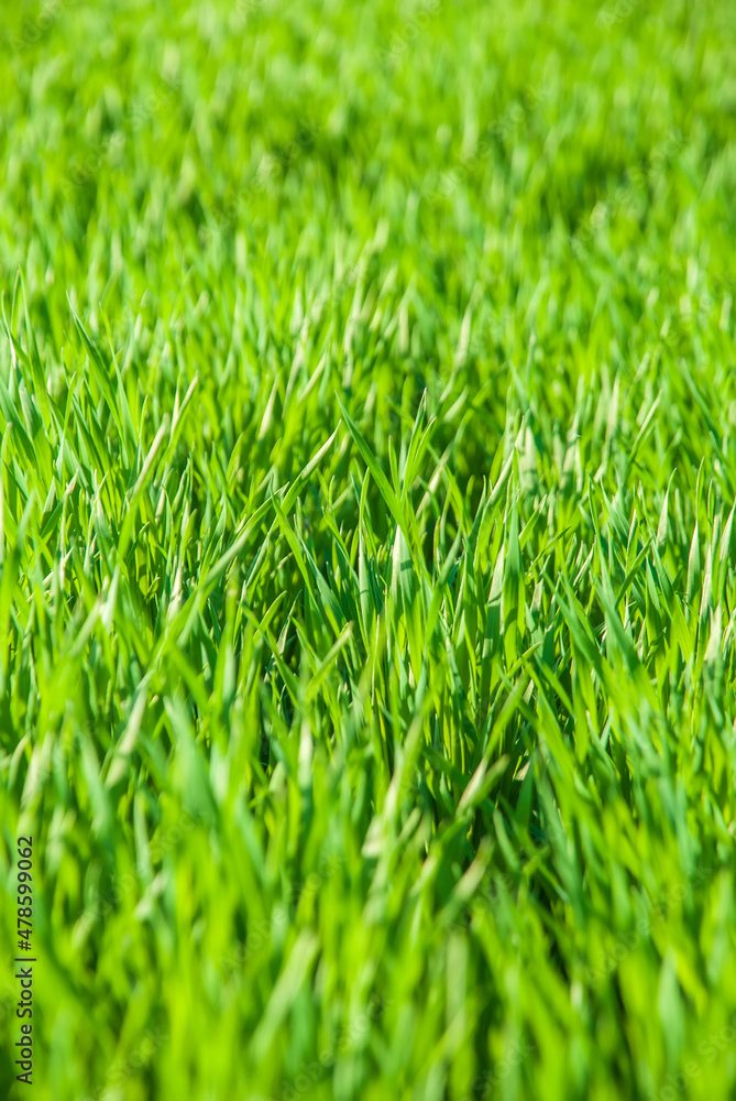 Juicy lush green grass in the meadow in the morning light in the spring and summer in the open air close-up. Beautiful artistic image of cleanliness and freshness of nature. Natural background Juicy lush green grass in the meadow in the morning light in the spring and summer in the open air close-up. Beautiful artistic image of cleanliness and freshness of nature. Natural background