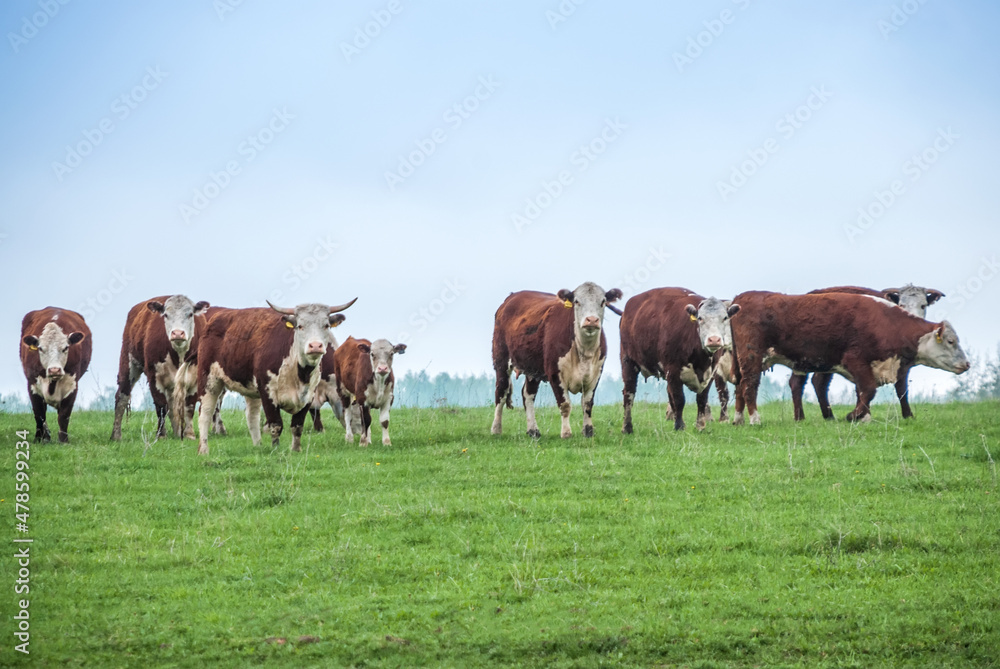A herd of cows on a green field