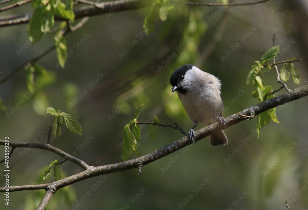 Obraz premium Mésange nonnette - 2021 04 18 1229 - Yonne 6680