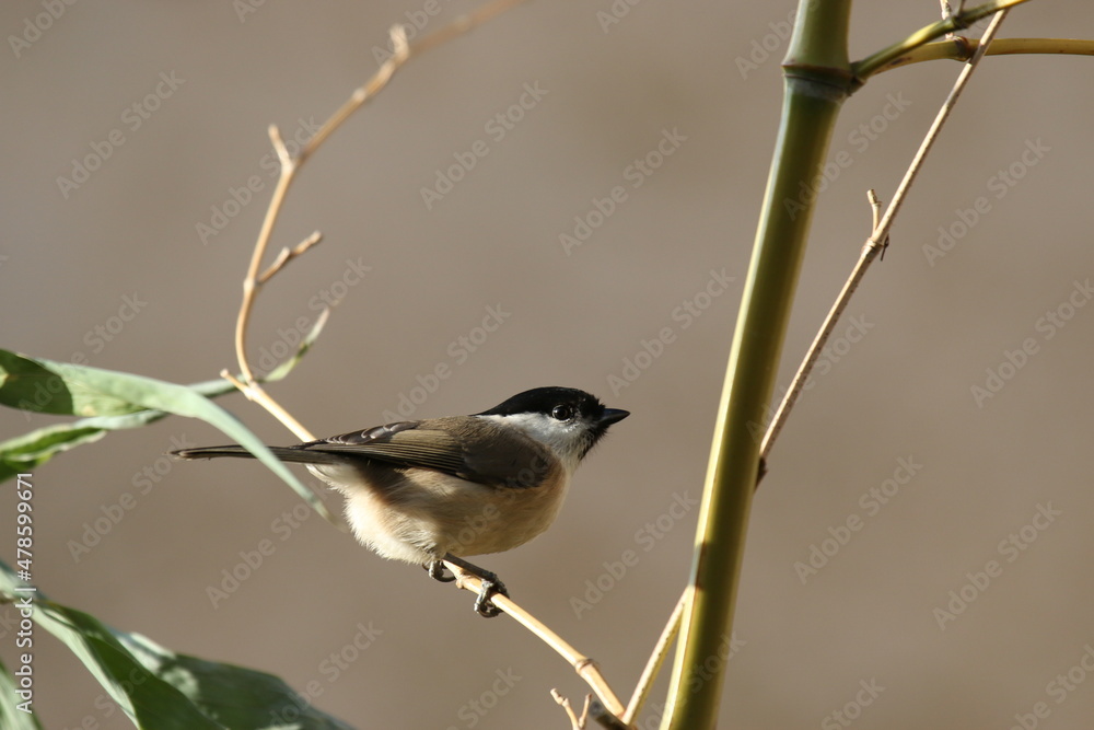 Fototapeta premium Mésange nonnette - 2021 12 11 1550 - Yonne 0168