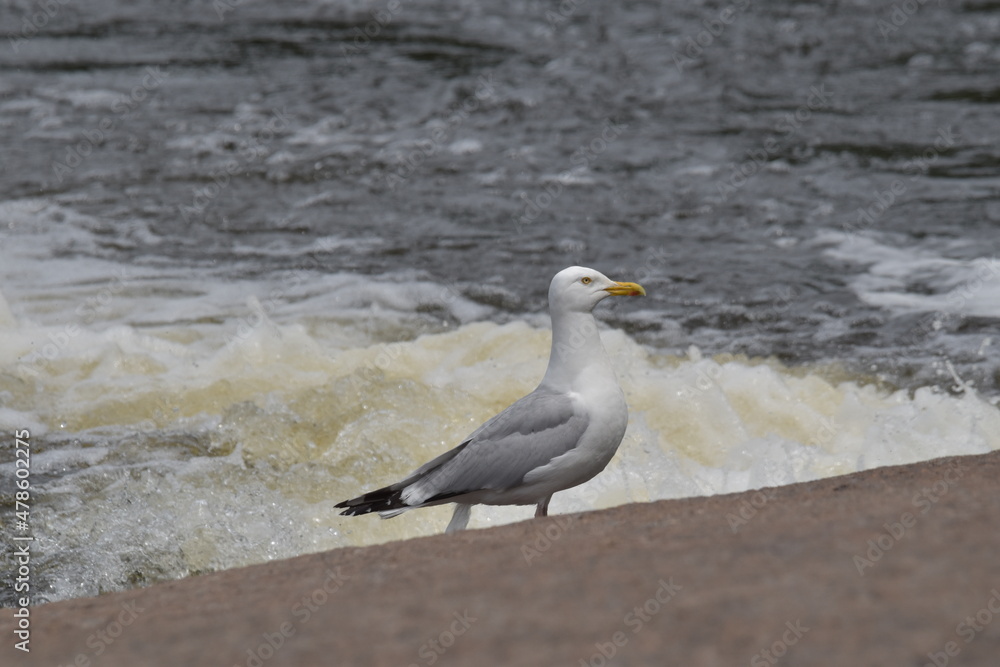Fototapeta premium seagull on the beach