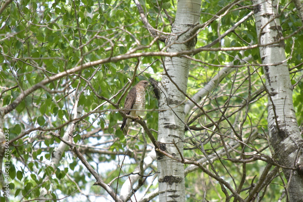 bird on a tree bird on a tree