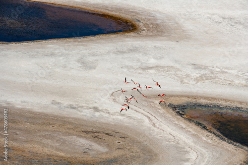 South American Flamingo Sechura Desert Lambayeke District Peru photo