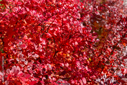 Bush with very beautiful red leaves as a background, texture, pattern.
