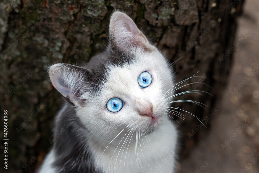 Black and white cat with blue eyes looks at the photographer.