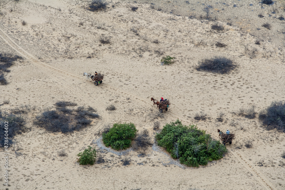 Obraz premium Wood Gathering by Cart in Desert Region Piuru and Paita Peru
