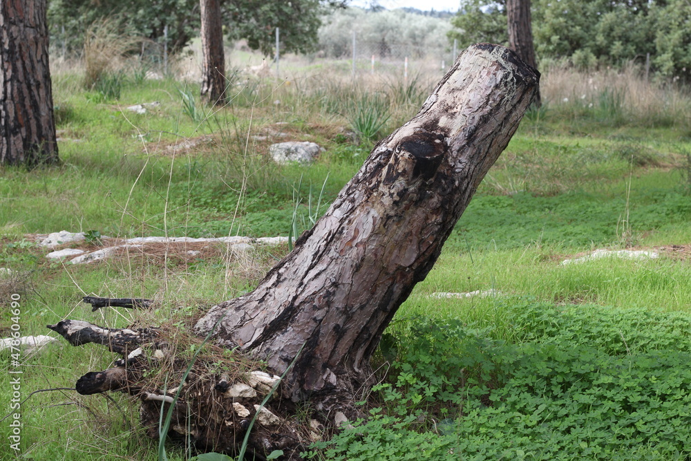 stump in the forest