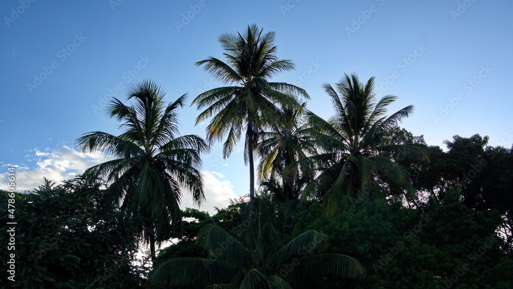 Palm trees in silhouette at sunrise, on the beach in Tamarindo, Costa Rica