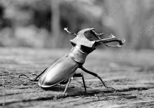 Male stag beetle with long and sharp jaws in wild forest photo