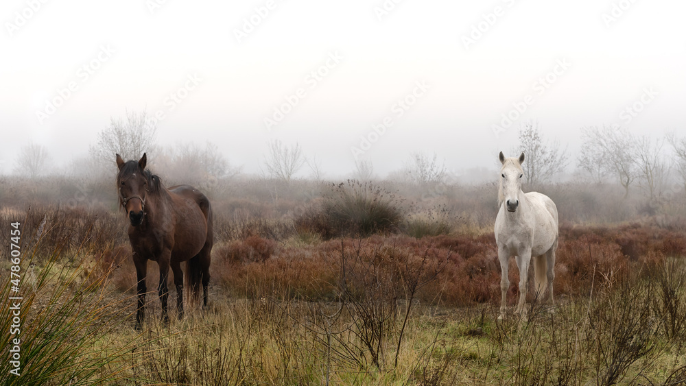 Fototapeta premium un cheval brun et un cheval blanc de Camargue dans le brouillard de Camargue
