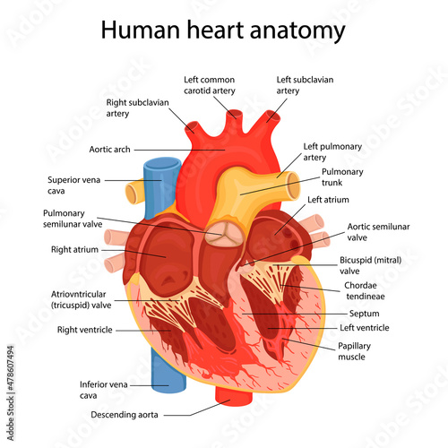 An hand drawn illustration of anatomy of the human heart with indicated major parts. Vector illustration in cartoon style photo