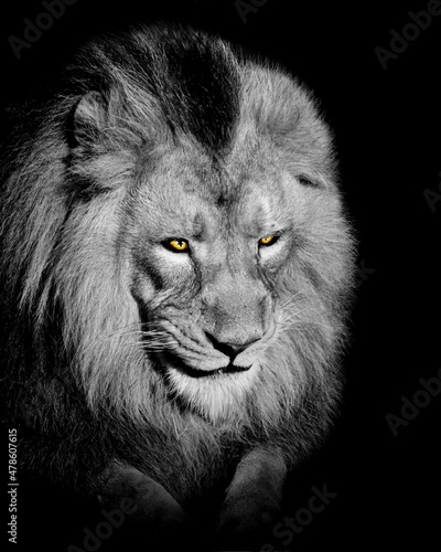 African male lion   wildlife animal isolated black white  