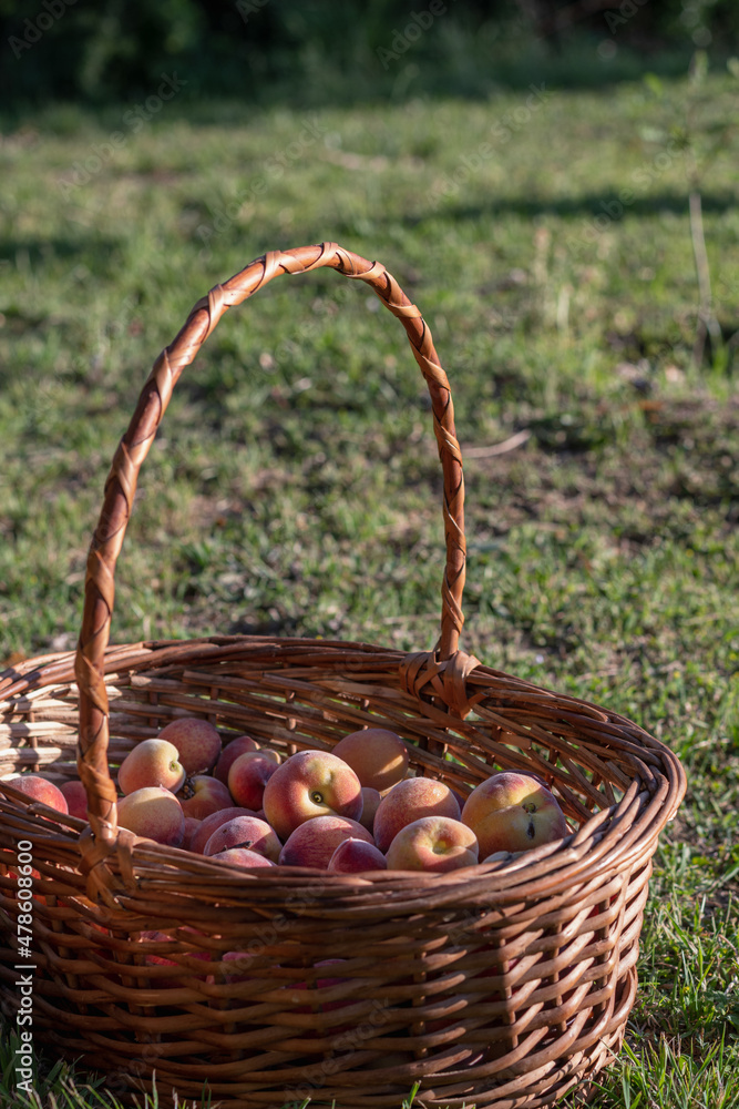 basket with mushrooms