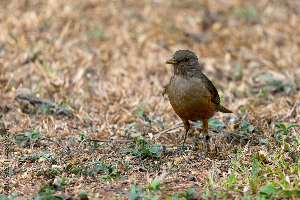 The Rufous-bellied Thrush also know as Sabia-laranjeira perched on the grass. It is the symbol bird of Brazil. Birdwatching. Bird lover. Birding. Species Turdus rufiventris The Rufous-bellied Thrush also know as Sabia-laranjeira perched on the grass. It is the symbol bird of Brazil. Birdwatching. Bird lover. Birding. Species Turdus rufiventris